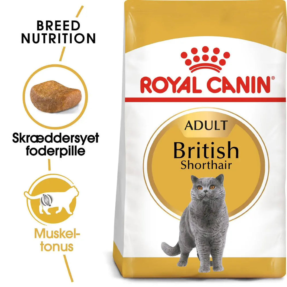 Adult British Shorthair