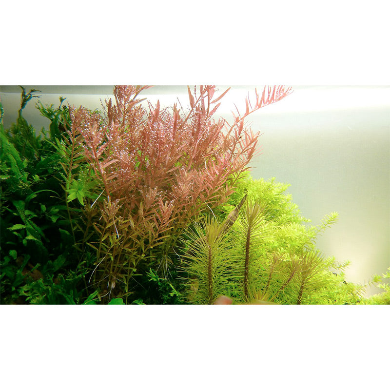 Rotala rotundifolia Nr.5 potte