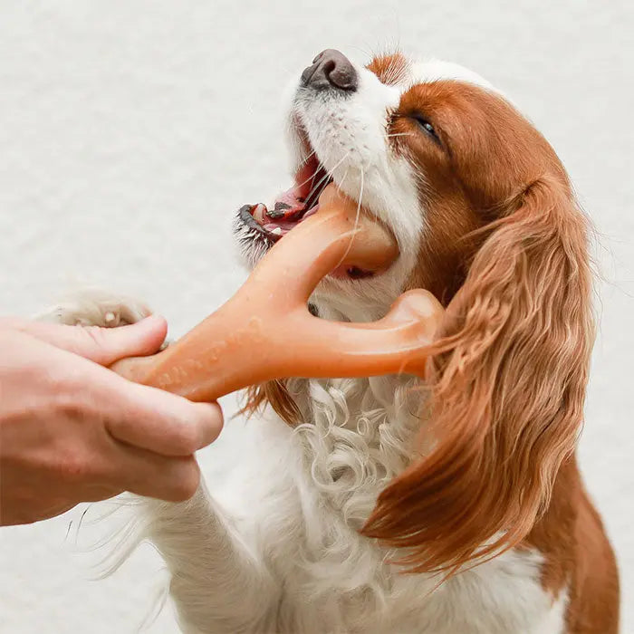 Wishbone bacon small