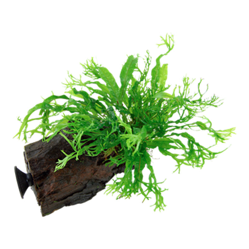 Microsorum pteropus 'Windeløv' Nr.12 på rod m/sugekop
