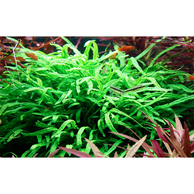 Microsorum pteropus 'Trident' Nr.11 ca. 15-20 cm på rod
