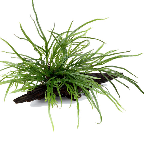 Microsorum pteropus 'Trident' Nr.11 ca. 15-20 cm på rod