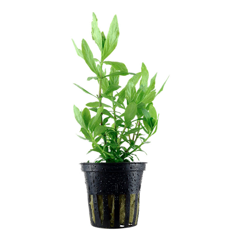 Hygrophila polysperma Nr.6 ca. 25-40 cm